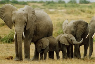 GolfHotelWhiskey.com - Elephants